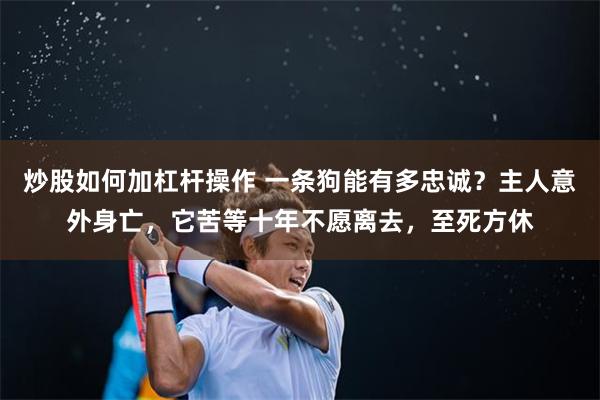 炒股如何加杠杆操作 一条狗能有多忠诚？主人意外身亡，它苦等十年不愿离去，至死方休